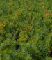 Preview: Euphorbia cyparissias - Zypressen-Wolfsmilch -