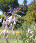 Preview: Hosta ventricosa - Glocken-Funkie -