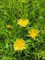 Preview: Inula ensifolia - Schwert-Alant -