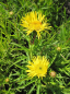 Preview: Inula ensifolia - Schwert-Alant -