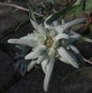 Preview: Leontopodium alpinum Watzmann - Edelweiss -