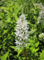 Preview: Lysimachia barystachys - Nickender Felberich -