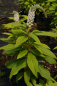 Preview: Lysimachia clethroides - Schnee-Felberich -