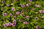 Preview: Phyla nodiflora Pink Pompon - Teppichverbene -