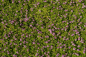 Preview: Phyla nodiflora Pink Pompon - Teppichverbene -