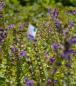 Preview: Scutellaria altissima - Hohes Helmkraut -