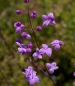 Preview: Thalictrum dipterocarpum - Chinesische Wiesenraute -