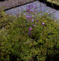 Preview: Thalictrum dipterocarpum - Chinesische Wiesenraute -