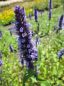 Preview: Agastache rugosa Black Adder - Duftnessel -