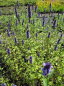 Preview: Agastache rugosa Black Adder - Duftnessel -