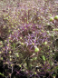 Preview: Allium albopilosum Christophii - Sternkugellauch