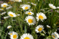Preview: Anthemis tinctoria Sauce Hollandaise - Färber-Kamille -