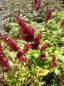 Preview: Astilbe arendsii Fanal - Prachtspiere -