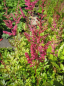 Preview: Astilbe chinensis var. Pumila - Zwergprachtspiere -