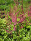 Preview: Astilbe chinensis var. Pumila - Zwergprachtspiere -