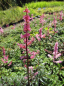 Preview: Astilbe crispa Perkeo - Krause Zwergspiere -