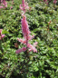 Preview: Astilbe crispa Perkeo - Krause Zwergspiere -