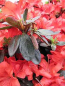 Preview: Rhododendron obtusum "Medicante" 25-30