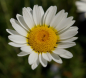 Preview: Chrysanthemum maximum  - Garten-Margerite Silberprinzesschen -