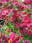 Preview: Coreopsis hybr. Ruby Red - Mädchenauge -