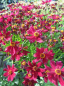 Preview: Coreopsis hybr. Ruby Red - Mädchenauge -