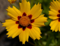 Preview: Coreopsis lanceolata Sterntaler - Mädchenauge - Garten-Schönauge -