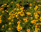 Preview: Coreopsis lanceolata Sterntaler - Mädchenauge - Garten-Schönauge -