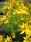 Preview: Coreopsis verticillata Grandiflora - Garten-Schönauge -