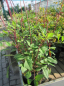 Preview: Cosmos atrosanguineus - Schokoladenblume -