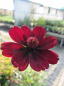 Preview: Cosmos atrosanguineus - Schokoladenblume -