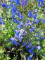 Preview: Delphinium belladonna Piccolo - Rittersporn Piccolo