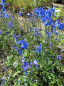 Preview: Delphinium belladonna Piccolo - Rittersporn Piccolo