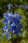 Preview: Delphinium cultorum Berghimmel - Rittersporn -