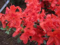 Preview: Rhododendron obtusum "Muneira" 25-30