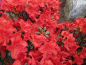 Preview: Rhododendron obtusum "Muneira" 25-30
