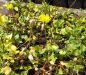 Preview: Doronicum orientale Little Leo - Zwerg-Gemswurz -