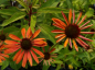Preview: Echinacea purpurea Sundown - Roter Sonnenhut -
