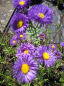 Preview: Erigeron hybr. Nachthimmel - Feinstrahl-Aster - Berufskraut -
