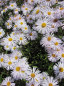 Preview: Erigeron hybr. Sommerneuschnee - Feinstrahl-Aster - Berufskraut -