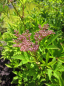 Preview: Filipendula rubra Venusta - Gartenscheinspiere - Mädesüß -