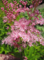 Preview: Filipendula rubra Venusta - Gartenscheinspiere - Mädesüß -