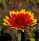 Preview: Gaillardia aristata Kobold - Kokardenblume -