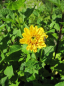 Preview: Helianthus decapetalus Soleil d `Or - Stauden-Sonnenblume -