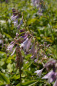 Preview: Hosta fortunei Aurea - Gold-Funkie