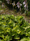 Preview: Hosta fortunei Aurea - Gold-Funkie