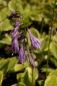 Preview: Hosta naikiana Golden Tiara - Gelbrand-Funkie -