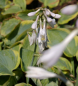 Preview: Hosta sieboldiana Frances Williams - Große Gelbrand-Funkie -