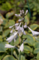 Preview: Hosta sieboldiana Frances Williams - Große Gelbrand-Funkie -