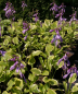 Preview: Hosta undulata Albomarginata - Garten-Funkie -