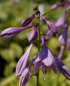Preview: Hosta undulata Albomarginata - Garten-Funkie -